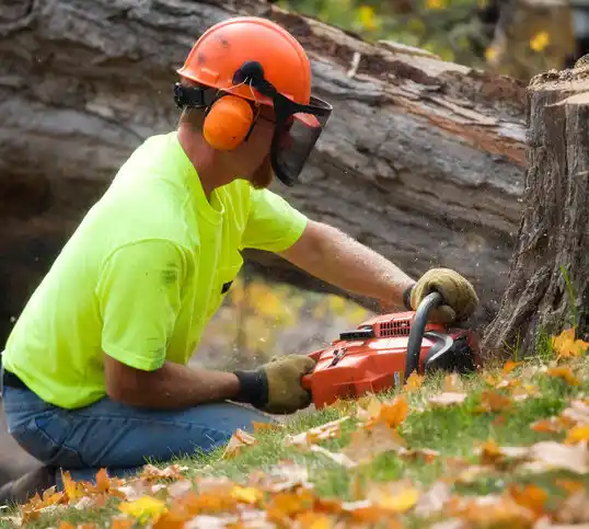 tree services Pine Beach